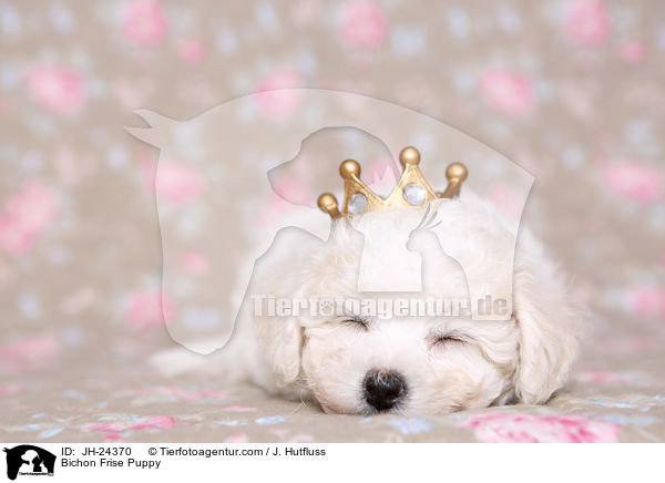 Bichon Frise Welpe / Bichon Frise Puppy / JH-24370