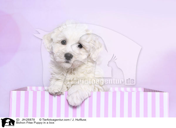 Bichon Frise Welpe in einem Karton / Bichon Frise Puppy in a box / JH-26878