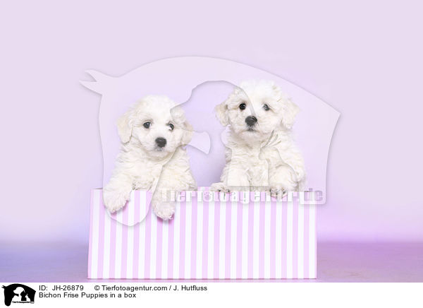 Bichon Frise Welpen in einem Karton / Bichon Frise Puppies in a box / JH-26879