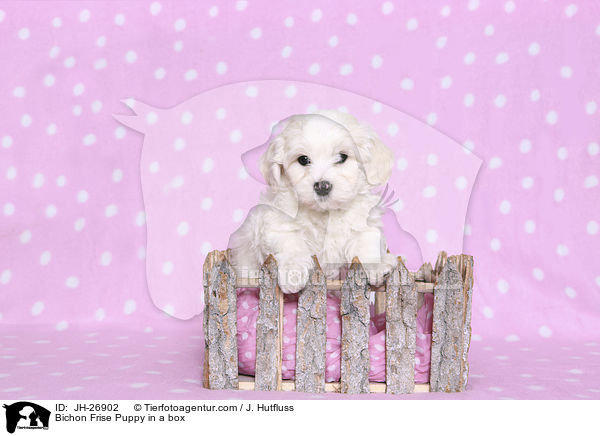 Bichon Frise Welpe in einer Kiste / Bichon Frise Puppy in a box / JH-26902