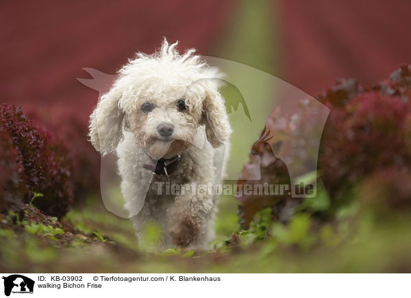 laufender Bichon Frise / walking Bichon Frise / KB-03902