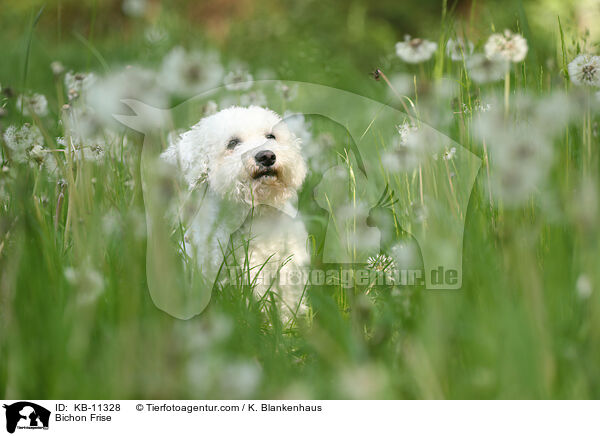 Bichon Frise / Bichon Frise / KB-11328