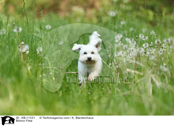 Bichon Frise / Bichon Frise / KB-11331