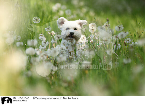 Bichon Frise / Bichon Frise / KB-11345
