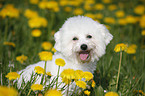 sitting Bichon Frise