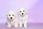 sitting Bichon Frise Puppies