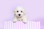 Bichon Frise Puppy in a box
