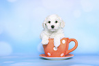 Bichon Frise Puppy in a cup