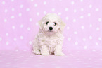 sitting Bichon Frise Puppy