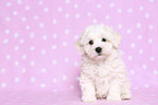 sitting Bichon Frise Puppy
