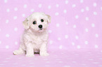 sitting Bichon Frise Puppy