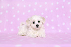 lying Bichon Frise Puppy