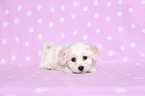 lying Bichon Frise Puppy