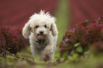 walking Bichon Frise