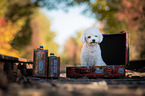 sitting Bichon Frise