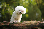 Bichon Frise