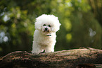 Bichon Frise