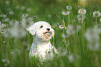 Bichon Frise