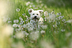 Bichon Frise