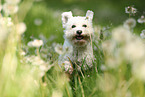 Bichon Frise