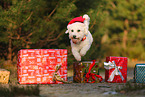 Bichon Frise