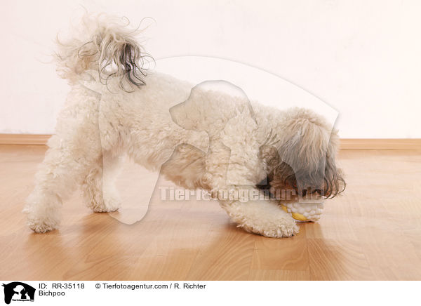 Bichon-Frise-Pudel-Mischling / Bichpoo / RR-35118