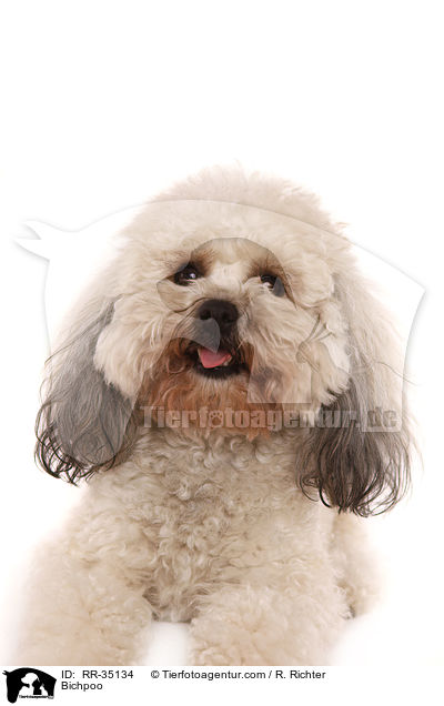 Bichon-Frise-Pudel-Mischling / Bichpoo / RR-35134
