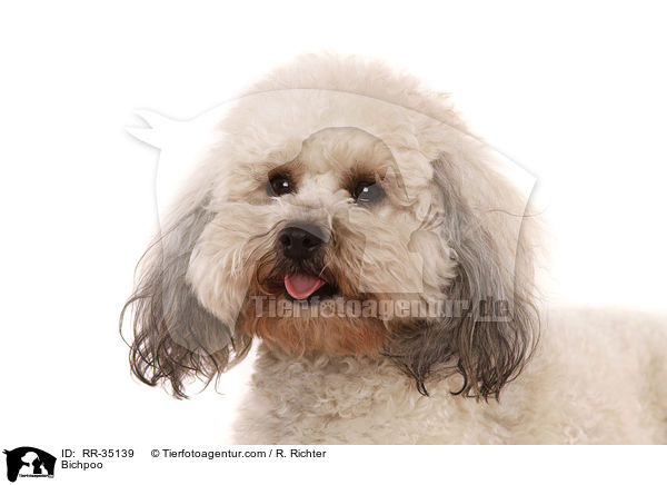 Bichpoo / RR-35139