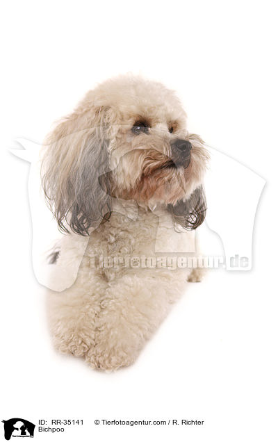 Bichon-Frise-Pudel-Mischling / Bichpoo / RR-35141