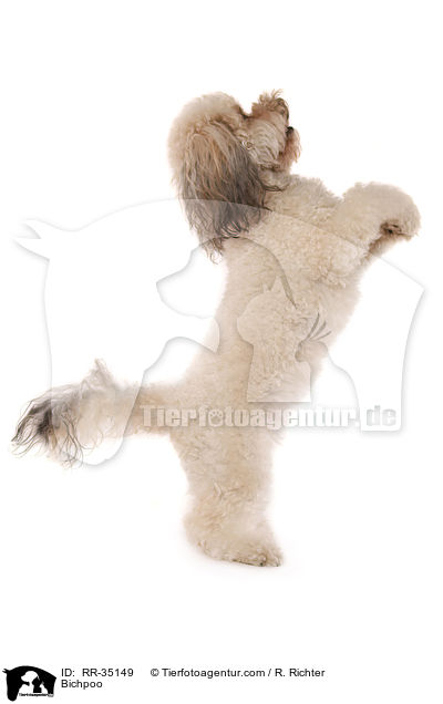 Bichpoo / RR-35149