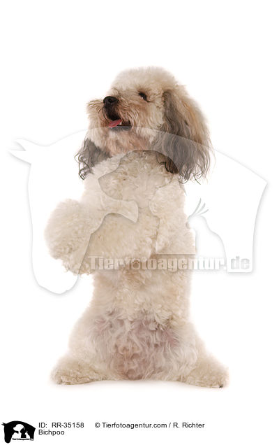 Bichpoo / RR-35158
