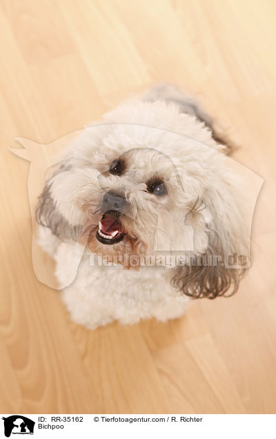 Bichon-Frise-Pudel-Mischling / Bichpoo / RR-35162