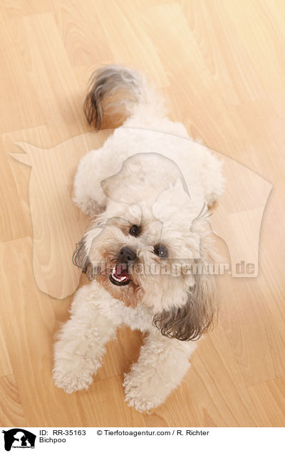 Bichpoo / RR-35163