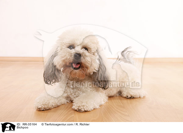Bichpoo / RR-35164