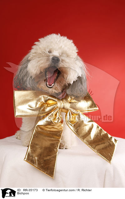 Bichpoo / RR-35173