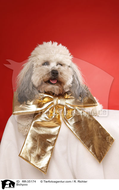 Bichpoo / RR-35174