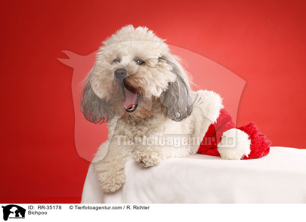 Bichon-Frise-Pudel-Mischling / Bichpoo / RR-35178