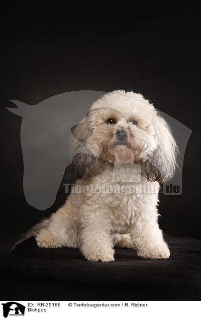 Bichon-Frise-Pudel-Mischling / Bichpoo / RR-35186