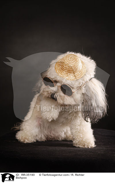 Bichon-Frise-Pudel-Mischling / Bichpoo / RR-35190