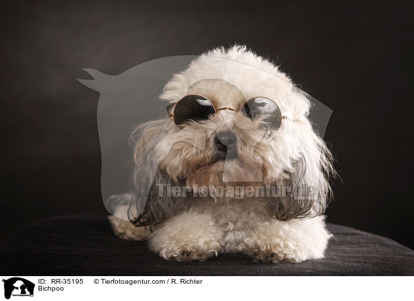 Bichpoo / RR-35195