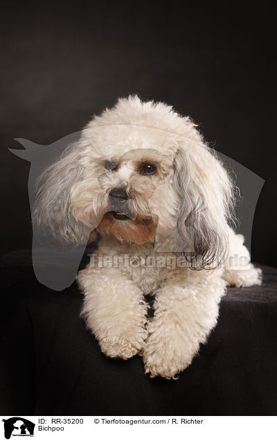 Bichon-Frise-Pudel-Mischling / Bichpoo / RR-35200