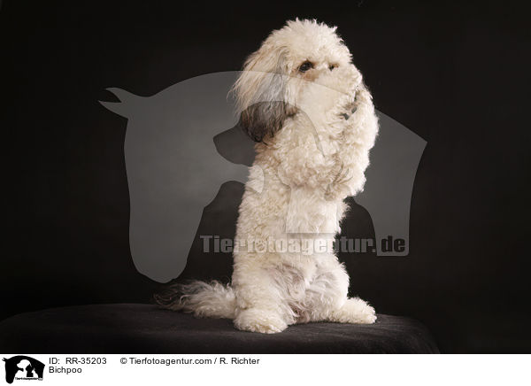 Bichon-Frise-Pudel-Mischling / Bichpoo / RR-35203