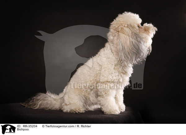 Bichon-Frise-Pudel-Mischling / Bichpoo / RR-35204