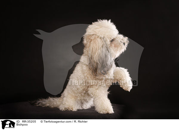 Bichon-Frise-Pudel-Mischling / Bichpoo / RR-35205