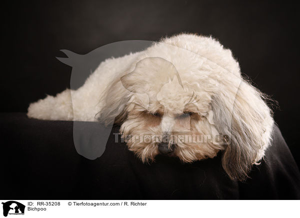 Bichon-Frise-Pudel-Mischling / Bichpoo / RR-35208