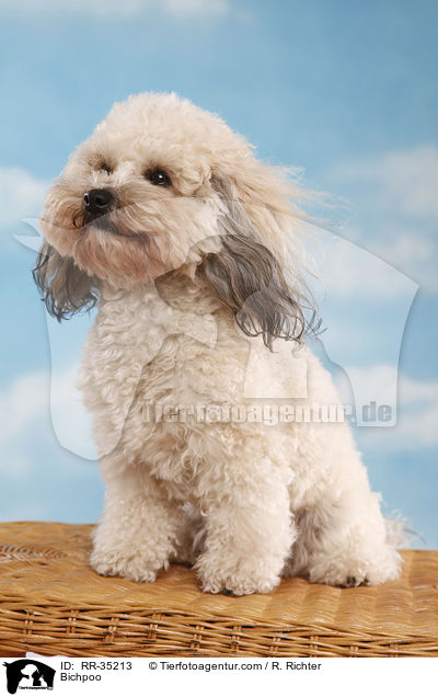 Bichon-Frise-Pudel-Mischling / Bichpoo / RR-35213