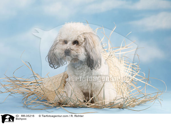 Bichon-Frise-Pudel-Mischling / Bichpoo / RR-35216