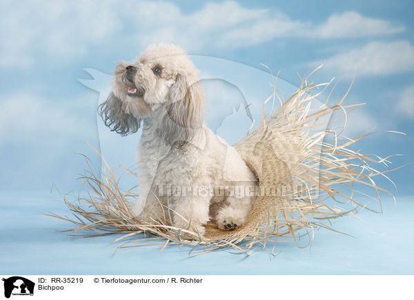 Bichon-Frise-Pudel-Mischling / Bichpoo / RR-35219