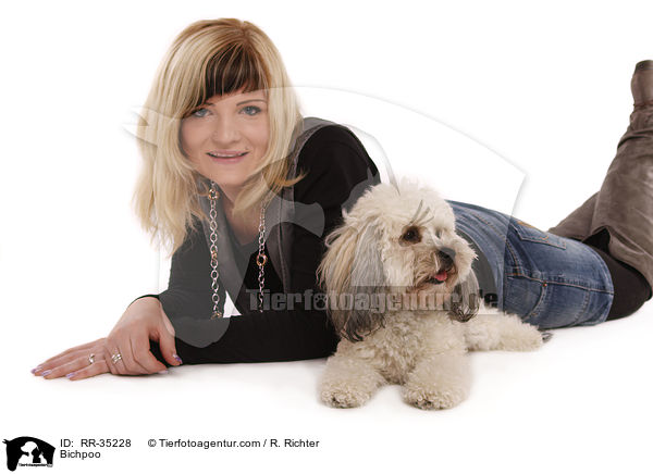 Bichon-Frise-Pudel-Mischling / Bichpoo / RR-35228