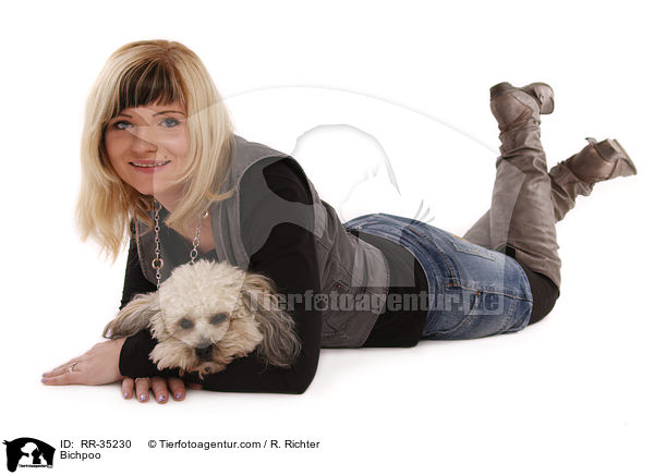 Bichon-Frise-Pudel-Mischling / Bichpoo / RR-35230